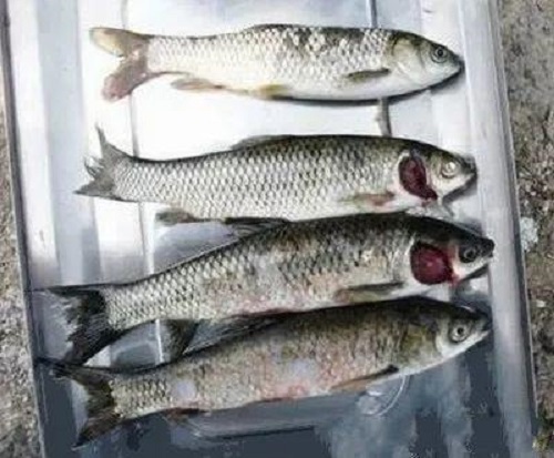 淡水鱼白皮病的症状及防治技术