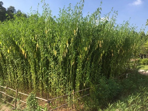 黄麻红麻的施肥技术