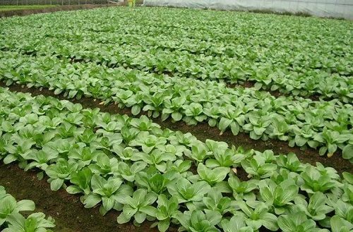 上海青的种植方法有哪些