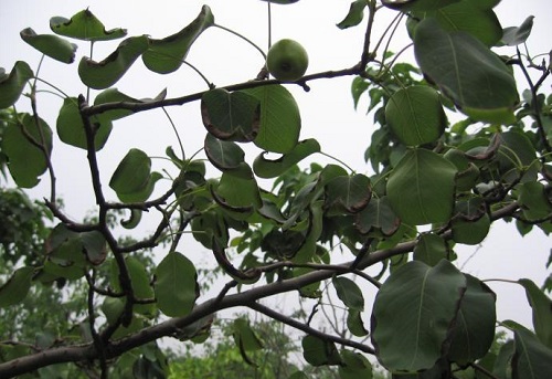 一,梨二叉蚜危害特征:被害叶从主脉两侧向内纵卷成松筒状,严重时引起