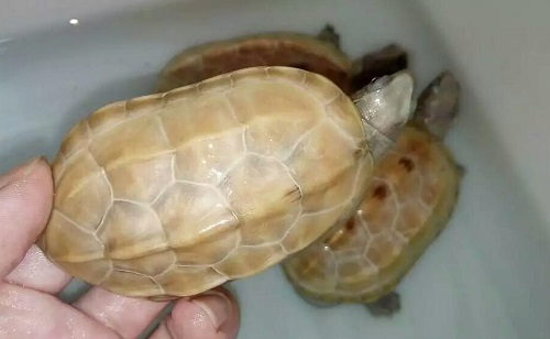 src=http___cbu01.alicdn.com_img_ibank_2020_346_101_21251101643_916785062.jpg&refer=http___cbu01.alicdn