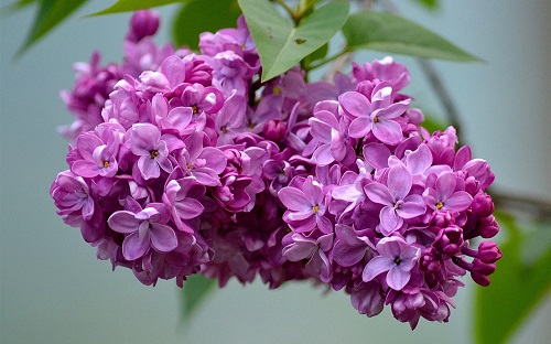 src=http___cn.best-wallpaper.net_wallpaper_1280x800_1706_Beautiful-lilac-flowers-inflorescence_1280x800.jpg&refer=http___cn.best-wallpaper