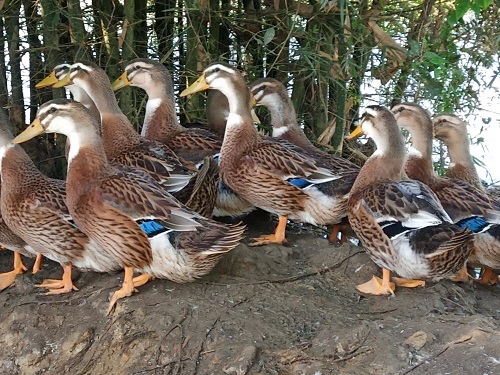 src=http___image.cnhnb.com_image_jpeg_head_2019_12_07_536546fbca35441d8d4b2cc926eafe1e.jpeg&refer=http___image.cnhnb