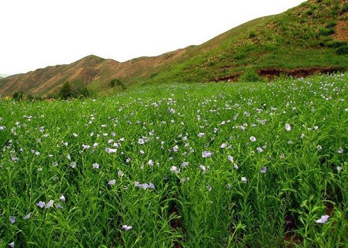 亚麻高产管理五要