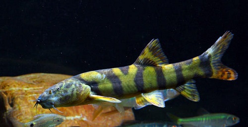 长薄鳅高效养殖技术