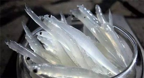 银鱼的养殖技术有哪些