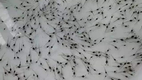 春投斑节虾苗必须注意的几个重要节点