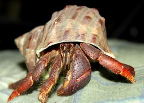 src=http___img0.pchouse.com.cn_pchouse_baike_decorate_1408_5_37.jpg&refer=http___img0.pchouse.com