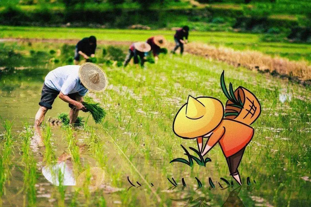 农事活动特别繁忙,芒种是一个反映农业物候现象的节气,在二十四节气中