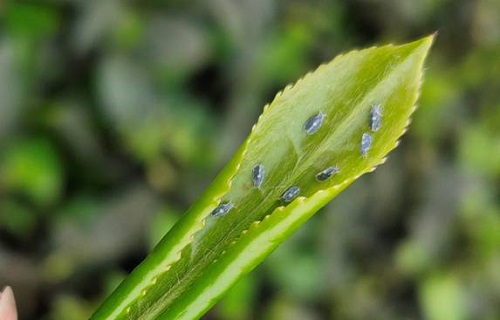 src=http___res.yaan.gov.cn_UploadFiles_2020_4_22_10a41a70c1eb47e1b964e6cf67f3489b.jpg&refer=http___res.yaan.gov