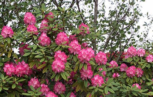 src=http___songhuiyuanyi.cn_upload_201912_24_201912241138485525.jpg&refer=http___songhuiyuanyi
