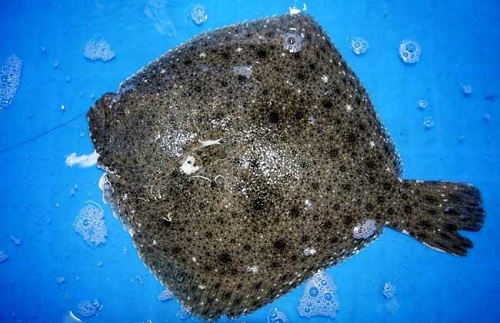 多宝鱼养殖的常见病害及对策