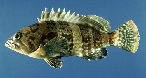 src=http___www.shuichan.cc_upload_flea_2009331783086849.jpg&refer=http___www.shuichan