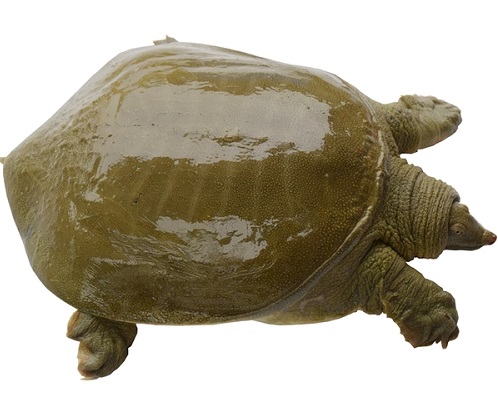 src=http___www.tbw-xie.com_tuxieJDEwLmFsaWNkbi5jb20vaTIvMjk4NDIwNTQ2MC9UQjJvYUVPWDNGa3B1RmpTc3BuWFhiNHFGWGFfISEyOTg0MjA1NDYwJDk.jpg&refer=http___www.tbw-xie