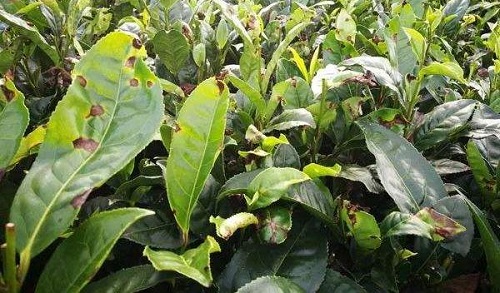 茶树炭疽病防治技术