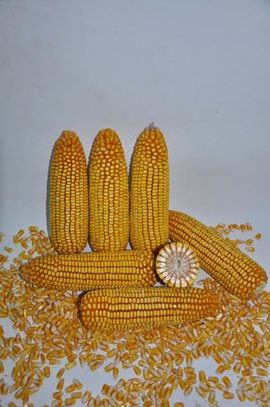 t0140825499e3de2180
