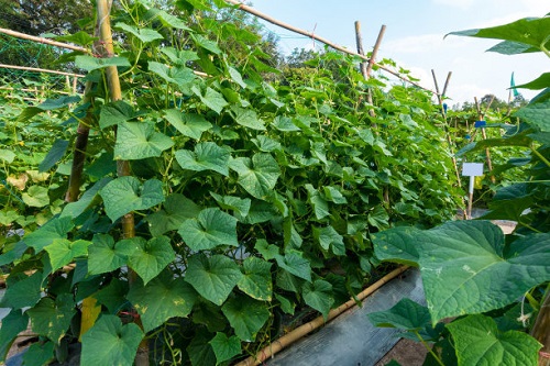 黄瓜藤蔓疯长咋办