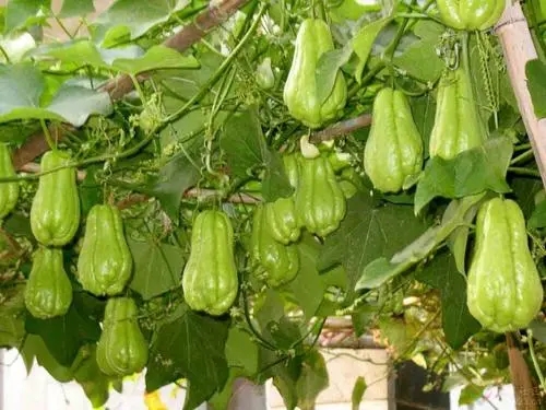 佛手瓜如何种植