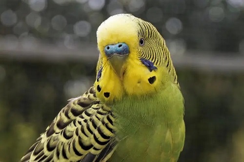 u=114751803,4290340301&fm=253&fmt=auto&app=138&f=JPEG.webp