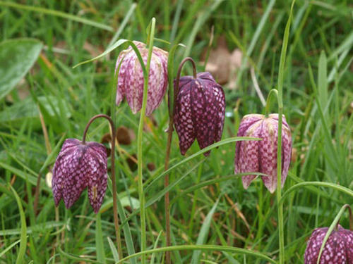 平贝母的栽培与管理技术