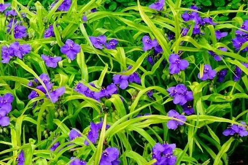 u=1209803420,4134060245&fm=253&fmt=auto&app=138&f=JPEG.webp