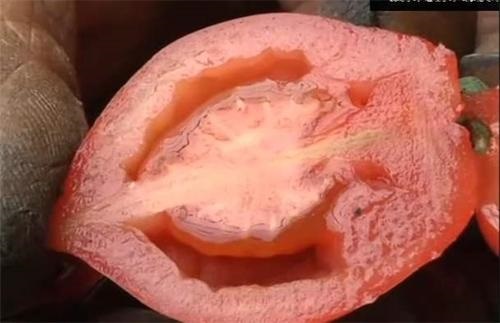 番茄空心果是怎么回事