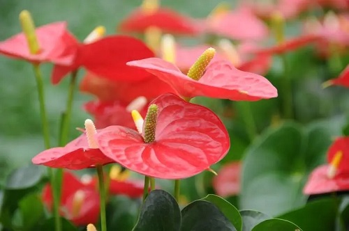 u=1224446648,485004231&fm=253&fmt=auto&app=138&f=JPEG.webp