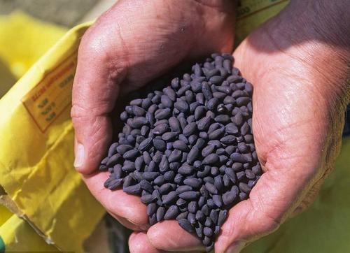 棉花种子越冬贮藏技术