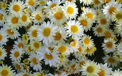 杭白菊的栽培与采制