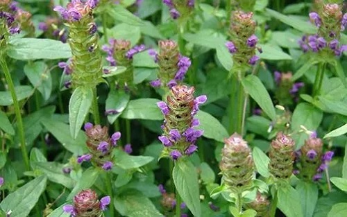 u=1500913338,753789779&fm=253&fmt=auto&app=138&f=JPEG.webp