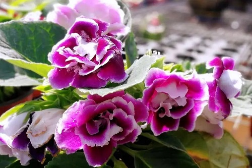 u=1503617391,1063007311&fm=253&fmt=auto&app=138&f=JPEG.webp