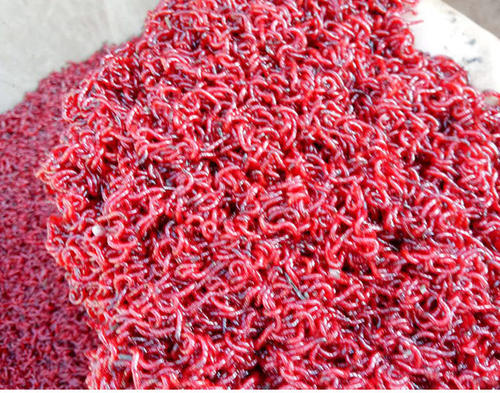 是红虫大量繁殖的使其,这时它们都会在水面浮游,导致水面呈现棕红色