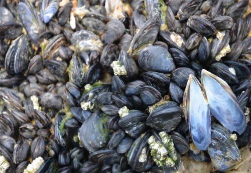 厚壳贻贝种贝在北方的促熟技术