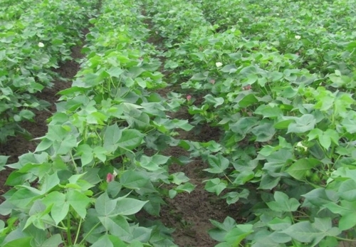 黄红麻苗期管理