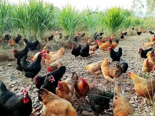 u=1739550649,4023821220&fm=26&fmt=auto.webp u=1739550649,4023821220&fm=26&fmt=auto.webp