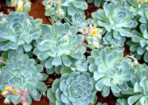 u=1963297332,2336763617&fm=253&fmt=auto&app=138&f=JPEG.webp