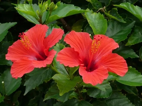 u=1973154887,3848443085&fm=253&fmt=auto&app=138&f=JPEG.webp