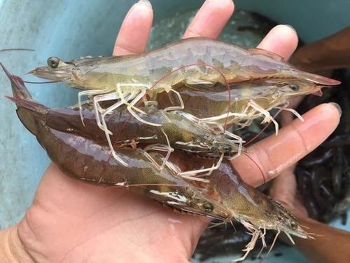 斑节王放养前需要做哪些准备