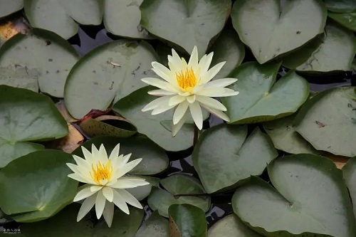 u=2354437009,3179107289&fm=253&fmt=auto&app=138&f=JPEG.webp