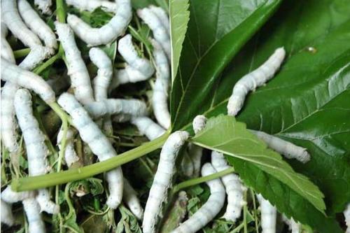 四龄蚕管理六大要点