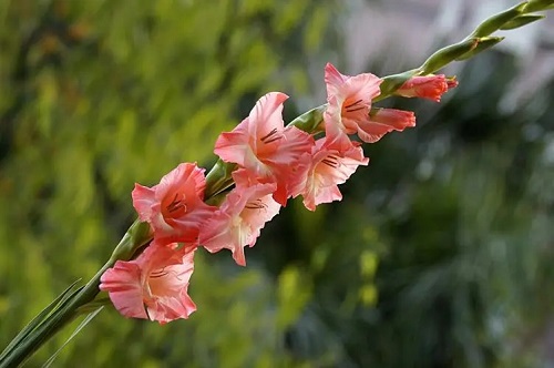 u=2389382965,1464294594&fm=253&fmt=auto&app=138&f=JPEG.webp