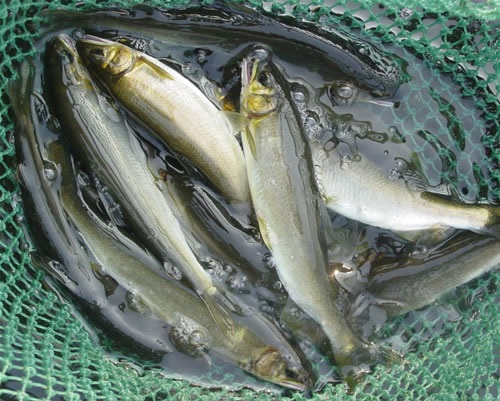 香鱼高产高效养殖技术