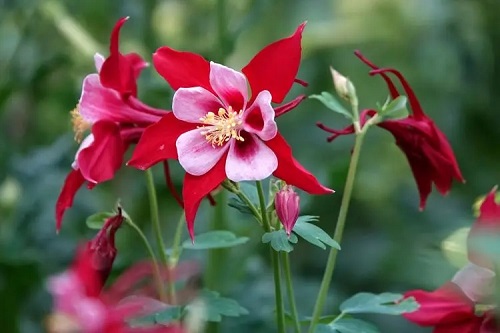 u=2399678352,2916622409&fm=253&fmt=auto&app=138&f=JPEG.webp u=2399678352,2916622409&fm=253&fmt=auto&app=138&f=JPEG.webp