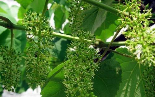 葡萄花序整理方法 葡萄花序整理方法
