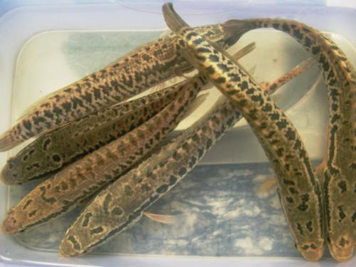 黑鱼乌鳢养殖池消毒饵料投喂水质管理注意事项