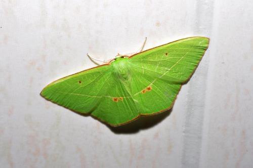 油茶茶枝镰蛾的危害症状及防治方法