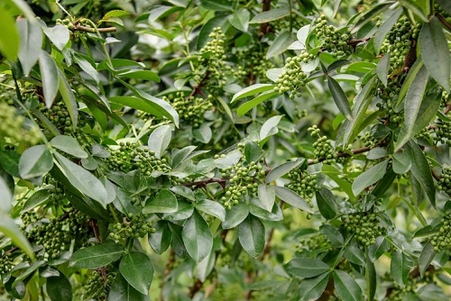 u=25910604,564426309&fm=253&fmt=auto&app=138&f=PNG.webp