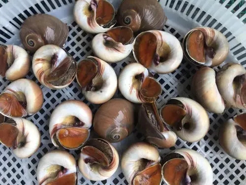 扁玉螺高产养殖技术