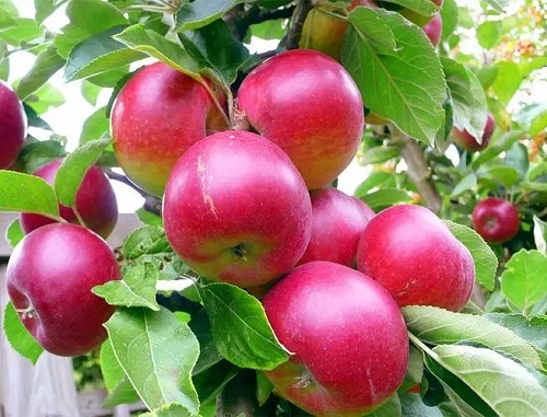 u=2884921218,1302748096&fm=253&fmt=auto&app=138&f=JPEG.webp