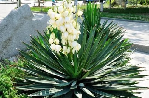 u=2898931225,2223884523&fm=253&fmt=auto&app=138&f=JPEG.webp